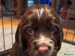 Cocker Spaniel dogs 1 beautiful girl cocker spaniel pup available - Advert 11