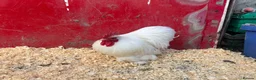 Chickens poultry for sale: Pekin pullets  - Advert 9