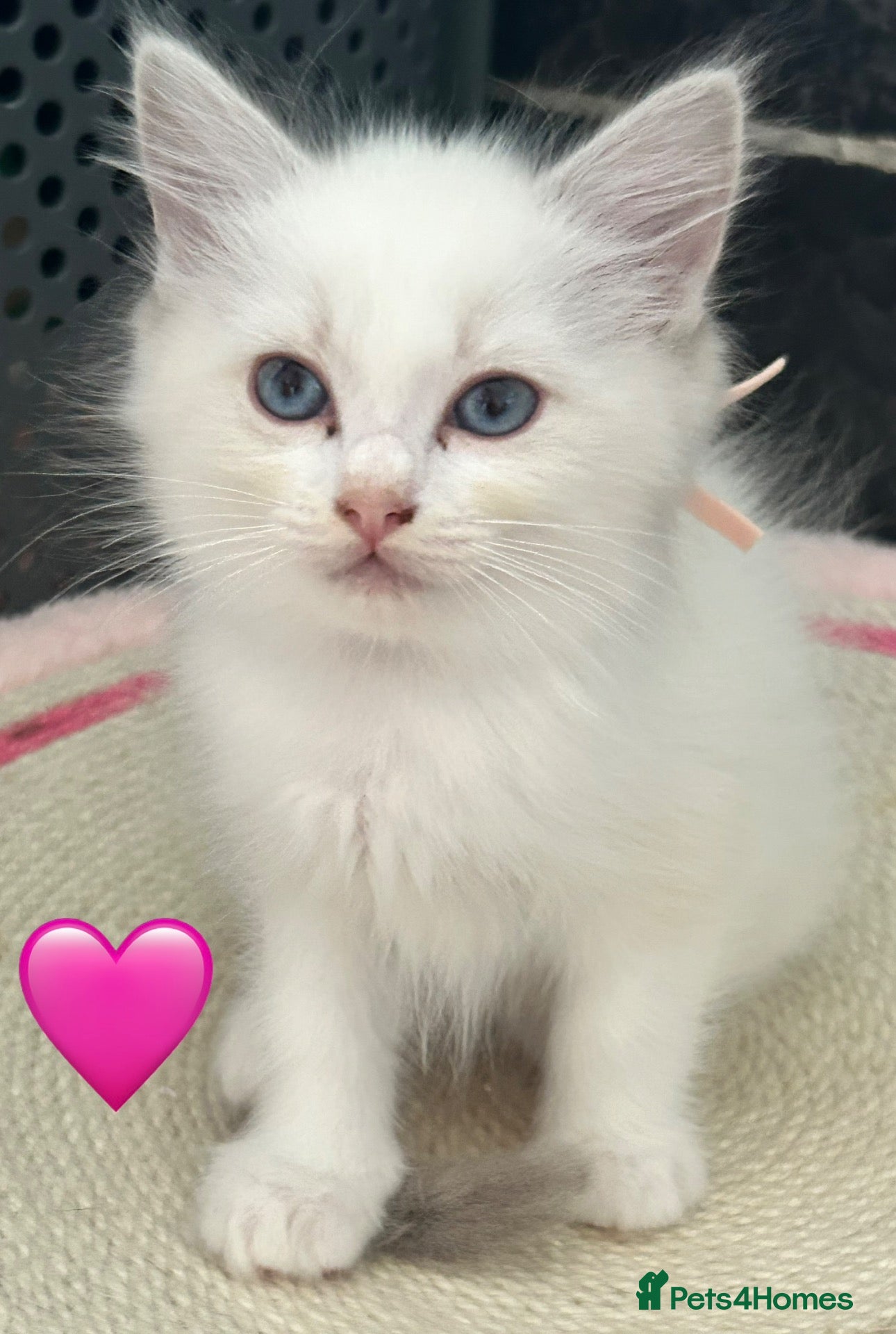 Ragdoll cats 😻READY NOW RAGDOLL KITTENS BI COLOUR/LYNX 😻 - Advert 2