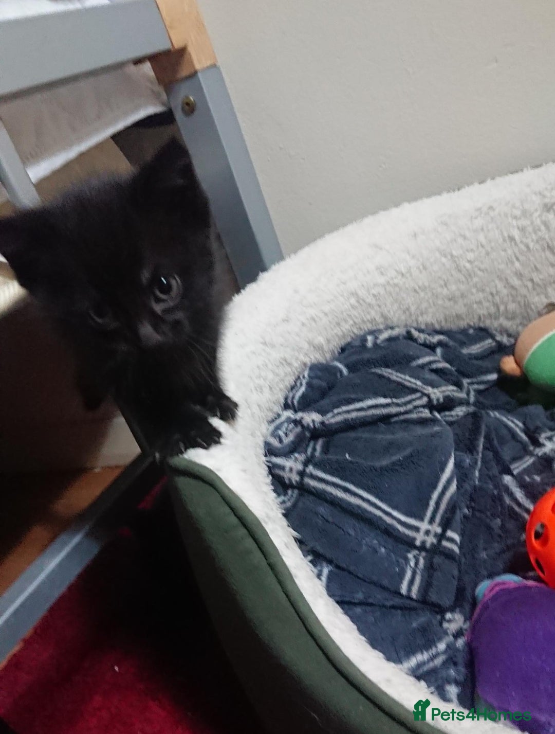 Mixed Breed cats for sale: Beautiful litter of 5 kittens 3 girls 2 boys - Advert 16