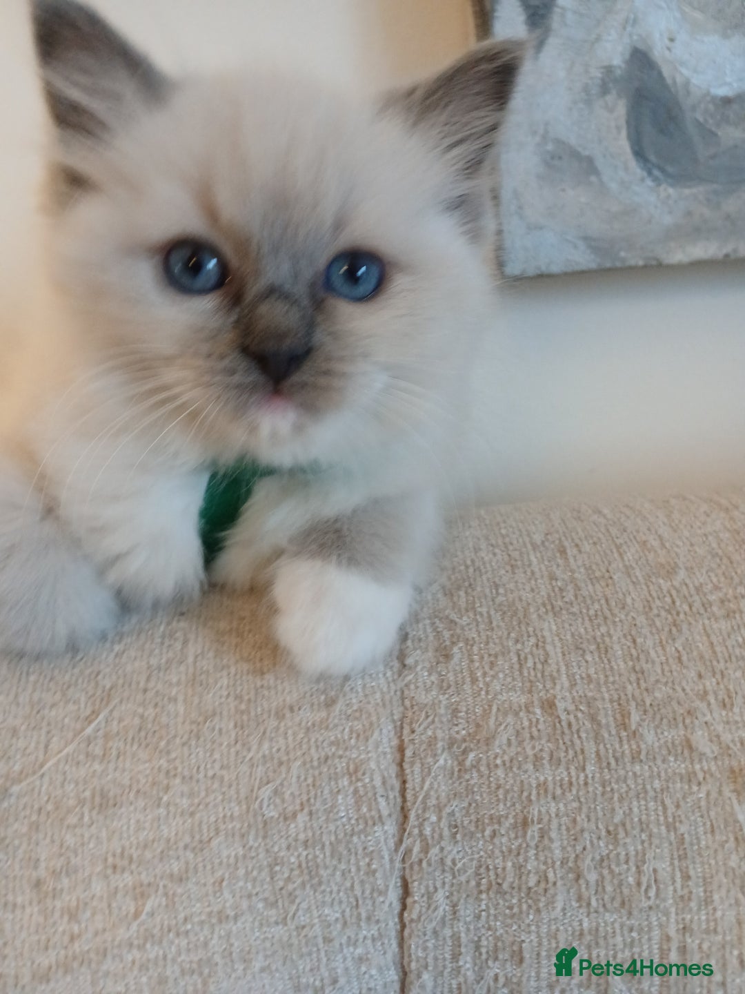 Ragdoll cats for sale: 6 Adorable 1/2 Pedigree Ragdoll Kittens 💗  - Advert 28