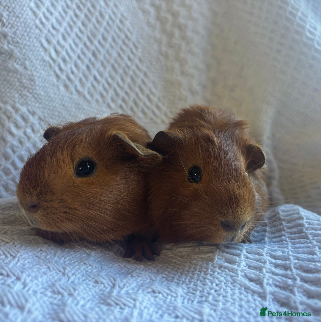 Guinea Pig rodents for sale: Stunning pair of male guineapigs - Image 2