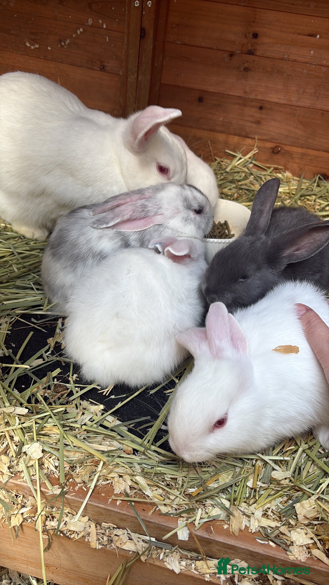 Mixed Breed rabbits 4 beautiful rabbits for sale  - Advert 1