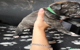 Mixed Breed dogs for sale: American bulldog staffy 🏡 - Image 30