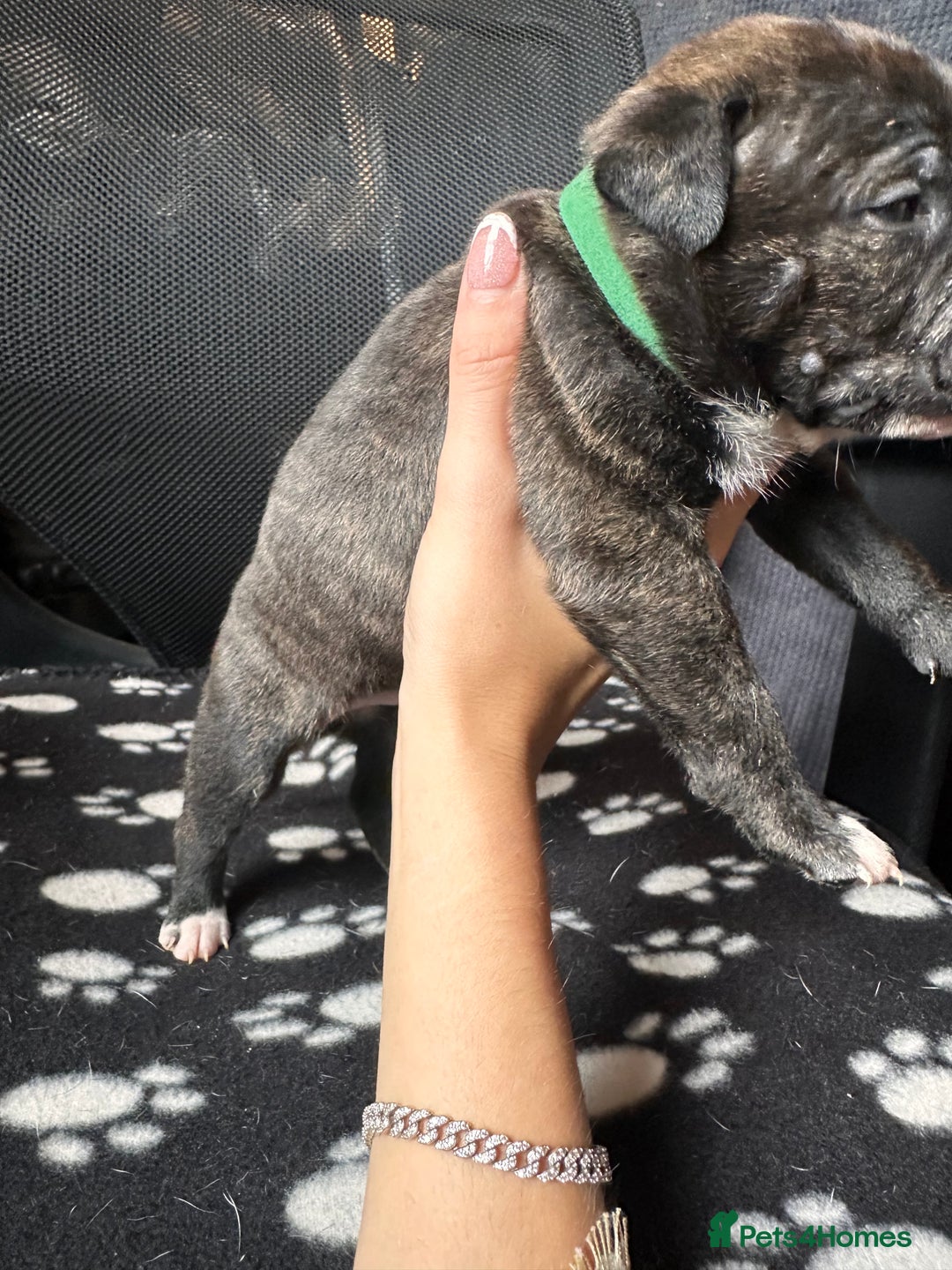 Mixed Breed dogs for sale: American bulldog staffy 🏡 - Image 30