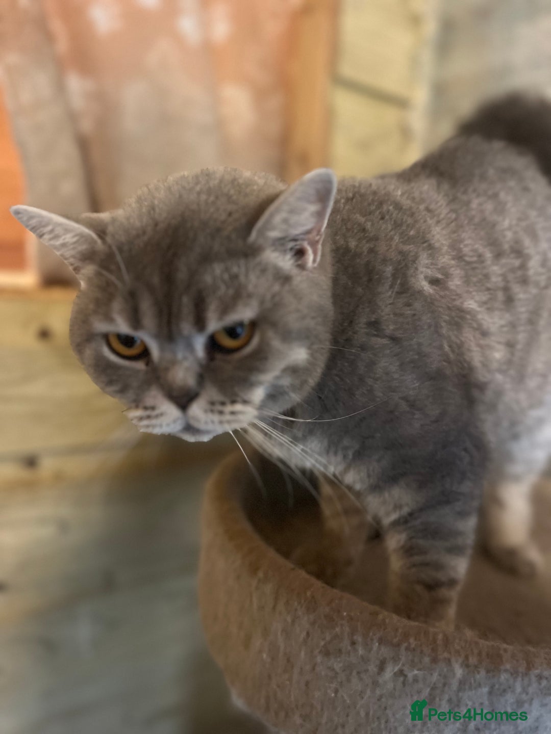 British Shorthair cats for sale: Adult female British Shorthair  - Image 4