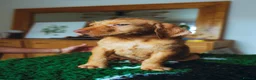 Hungarian Vizsla dogs for sale: Repeat mating of WH Hungarian vizsla pups for sale in Hartlepool - Advert 3