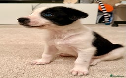Border Collie dogs for sale: Litter of 5 border collies for sale - Image 7