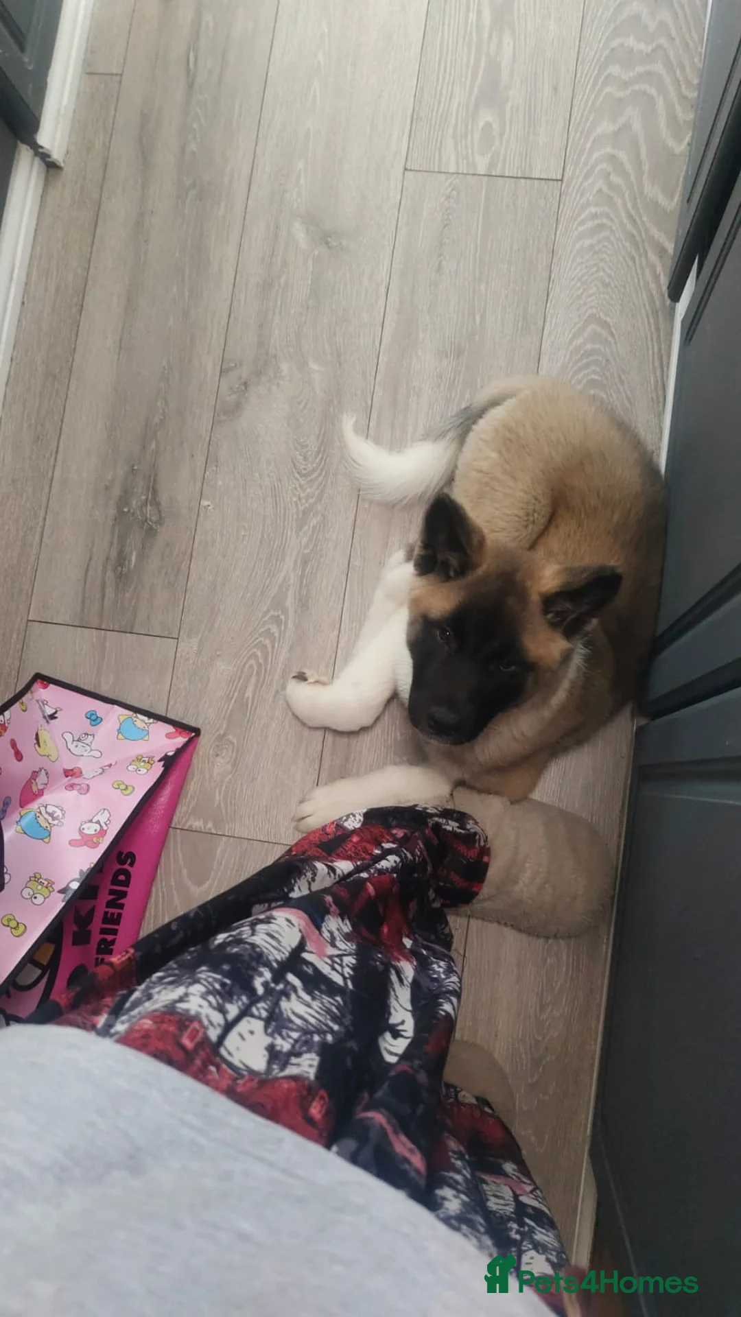 Akita dogs for sale: Beautiful Akita Pup - Advert 2