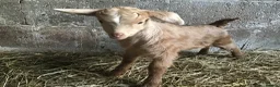 Goats livestock for sale: Pedigree Golden Guernsey goats - Advert 3