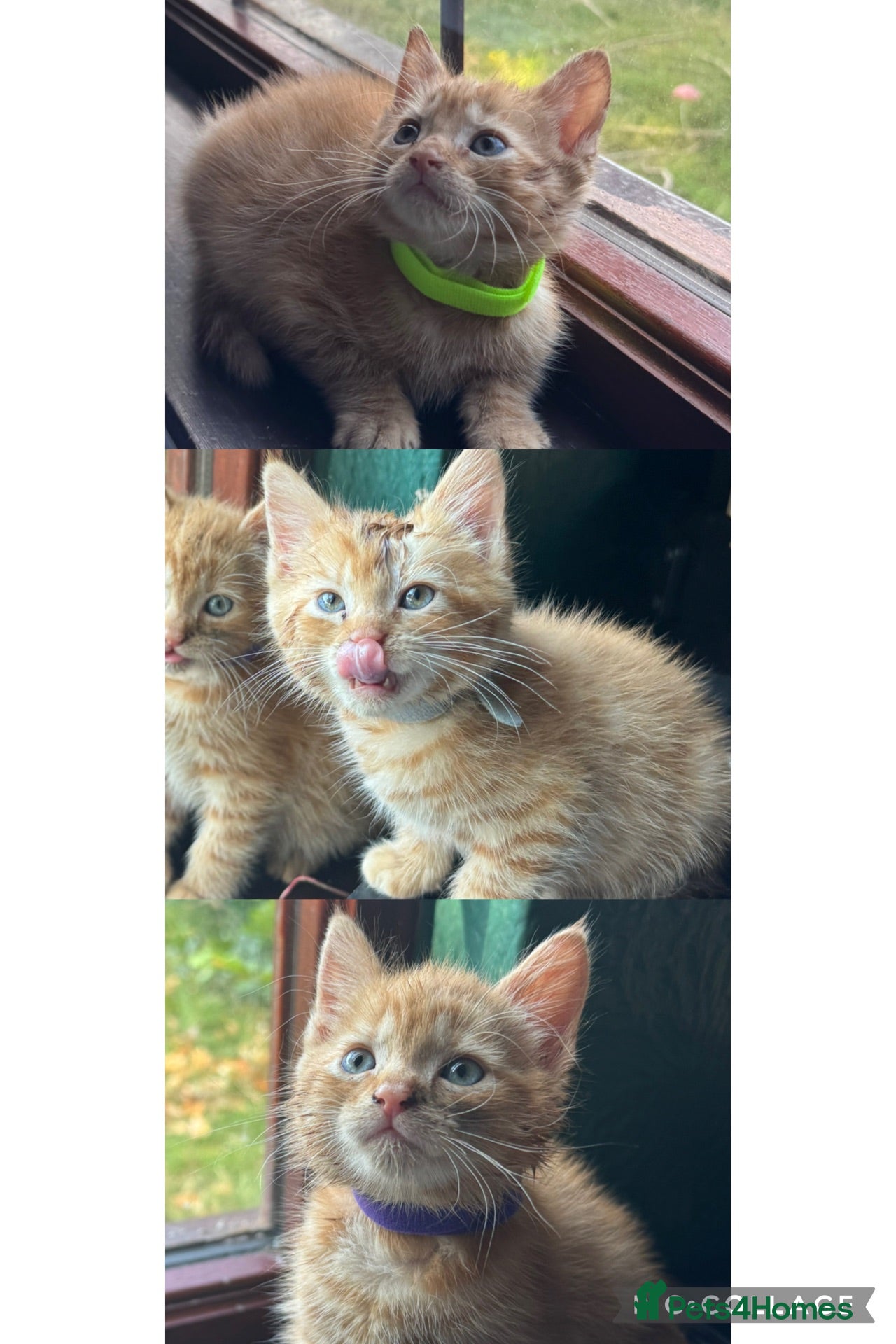 Mixed Breed cats Ginger kittens!!  - Advert 14