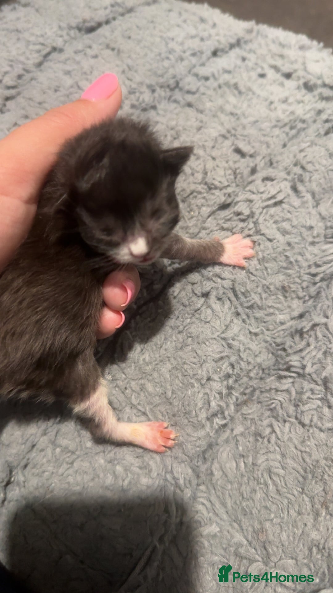Maine Coon cats for sale: 5 Maine coon x Ragdoll kittens.  - Image 5
