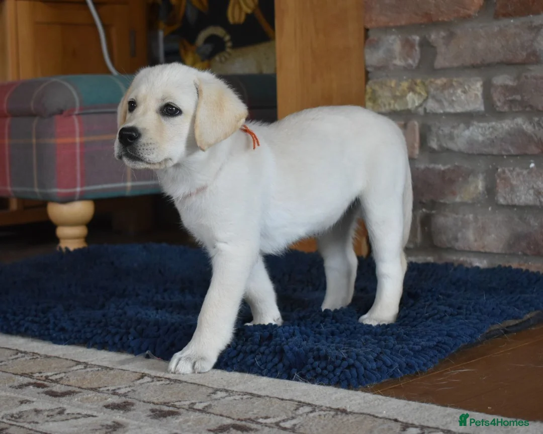 Labrador Retriever dogs for sale: Beautiful girl, last pup from this fabulous litter in Scarborough - Advert 1