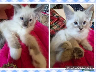 Ragdoll cats Just 2 Left: purebred blue, lilac Ragdoll kittens - Advert 10