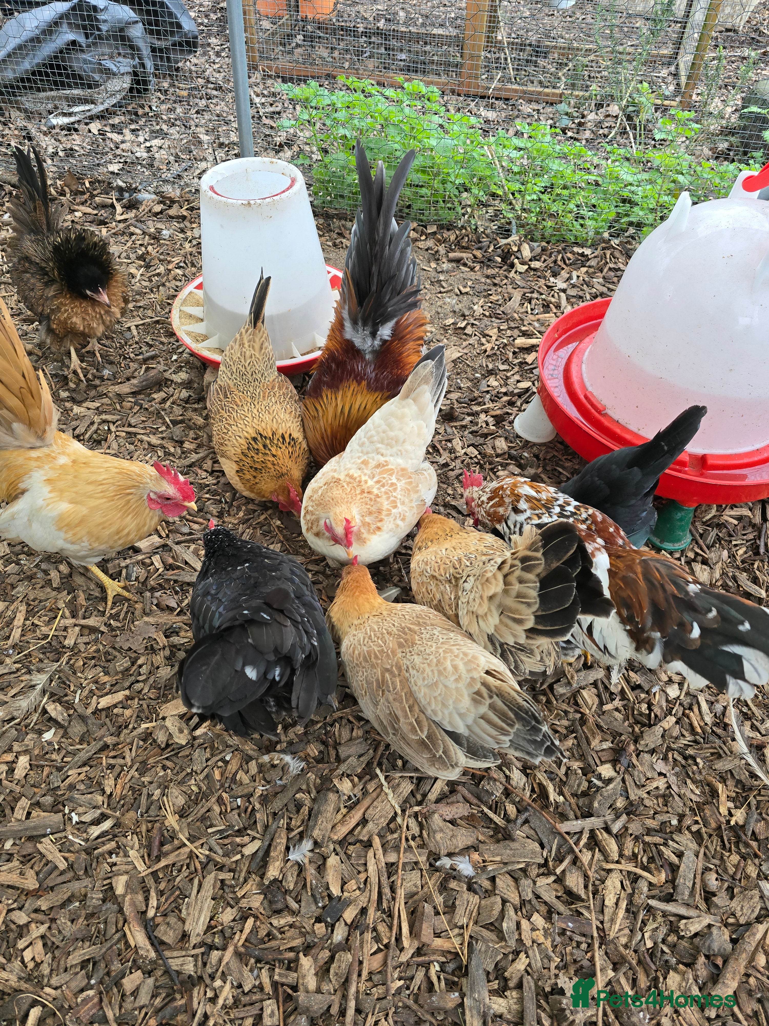 Chickens poultry Serama Hatching Eggs  - Advert 18