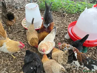 Chickens poultry Serama Hatching Eggs - Advert 5