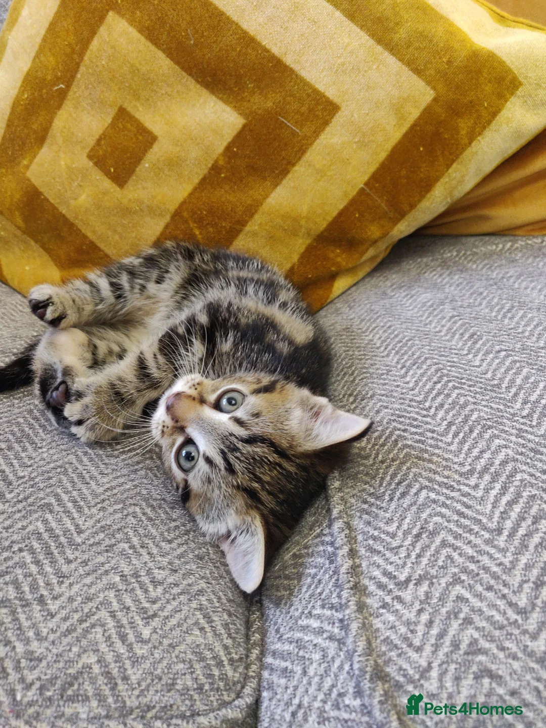 Mixed Breed cats for sale: 3 beautiful kittens  in Liverpool - Advert 20