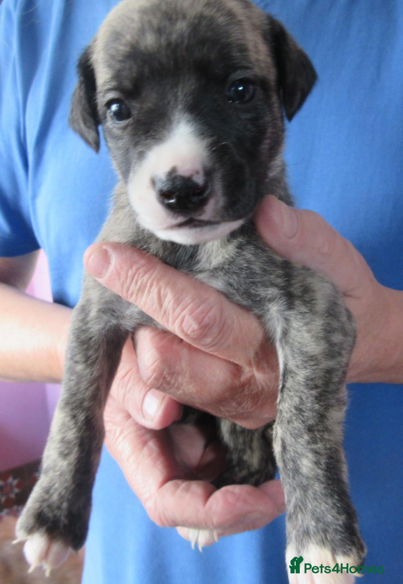 Whippet dogs Celticmoon KC Whippet Puppies - Advert 1
