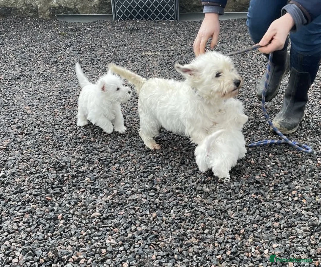West Highland Terrier dogs for sale: WEST HIGHLAND TERRIER PUPPIES - Advert 7