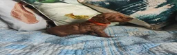 Cockapoo dogs for sale: Litter Cockapoo  in Maidenhead - Advert 15