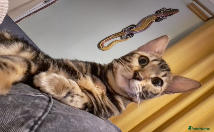 Bengal cats - Advert 16