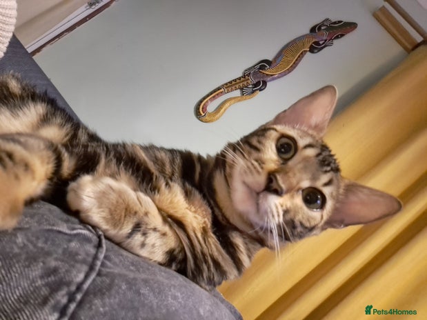 Bengal cats - Advert 16