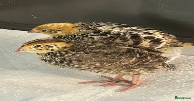 Quail poultry - Advert 3