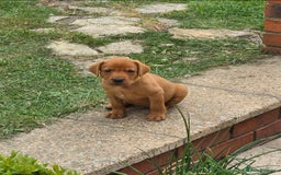Labrador Retriever dogs for sale: KC Registered Fox Red Labrador Puppies - Image 16