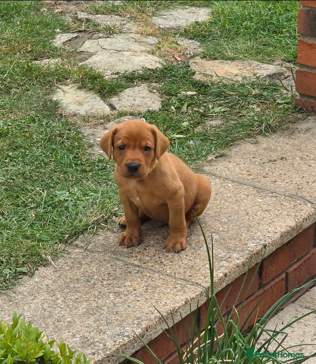 Labrador Retriever dogs for sale: KC Registered Fox Red Labrador Puppies - Image 16