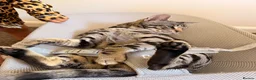 Bengal cats for sale: 🖤Triple Grand Champion — TICA - Registered Bengal - Advert 5