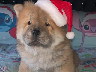 Chow Chow dogs 1 female left chow chow - Advert 1