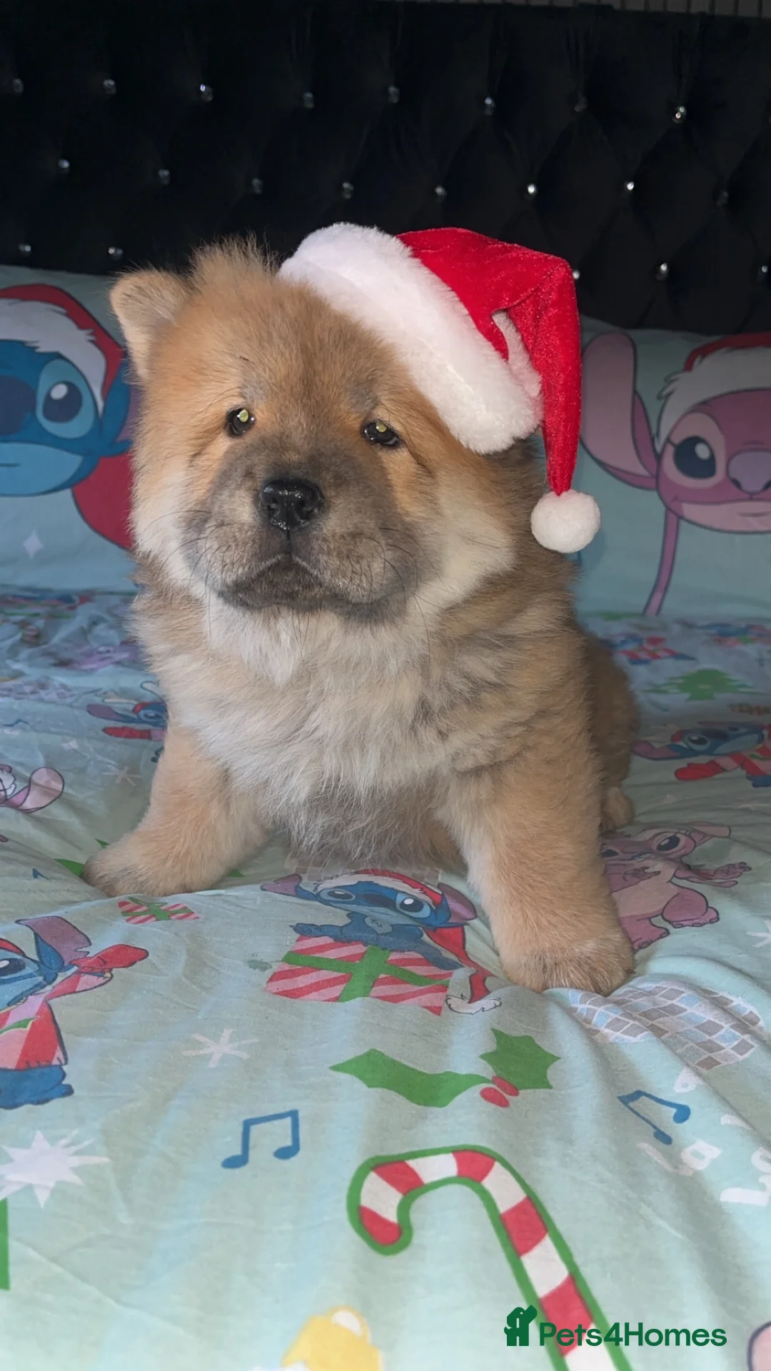 Chow Chow dogs for sale: 1 female left chow chow  - Advert 1