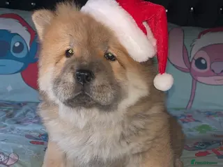 Chow Chow dogs 1 female left chow chow - Advert 2