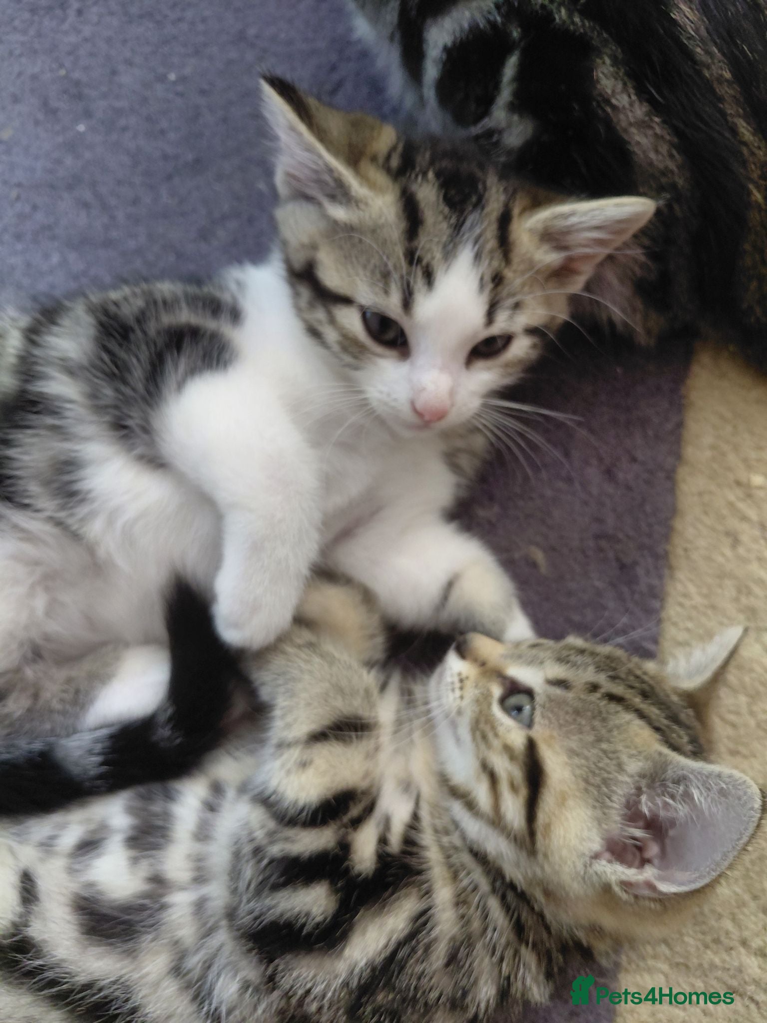 Mixed Breed cats Tabby Siberian mix - Advert 1