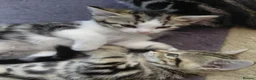Mixed Breed cats for sale: Tabby Siberian mix - Advert 2