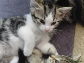 Mixed Breed cats Tabby Siberian mix - Advert 1