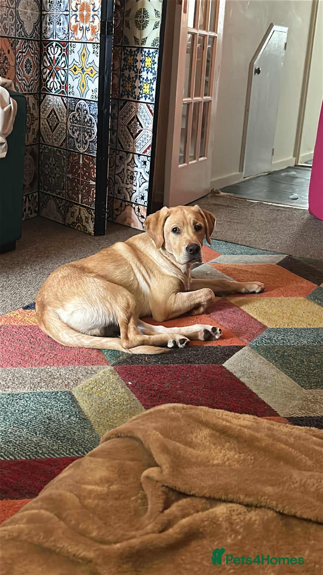 Labrador Retriever dogs for sale: Ronnie  - Image 2