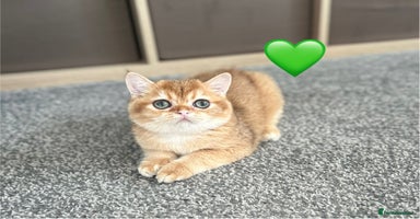 British Shorthair cats - Advert 12