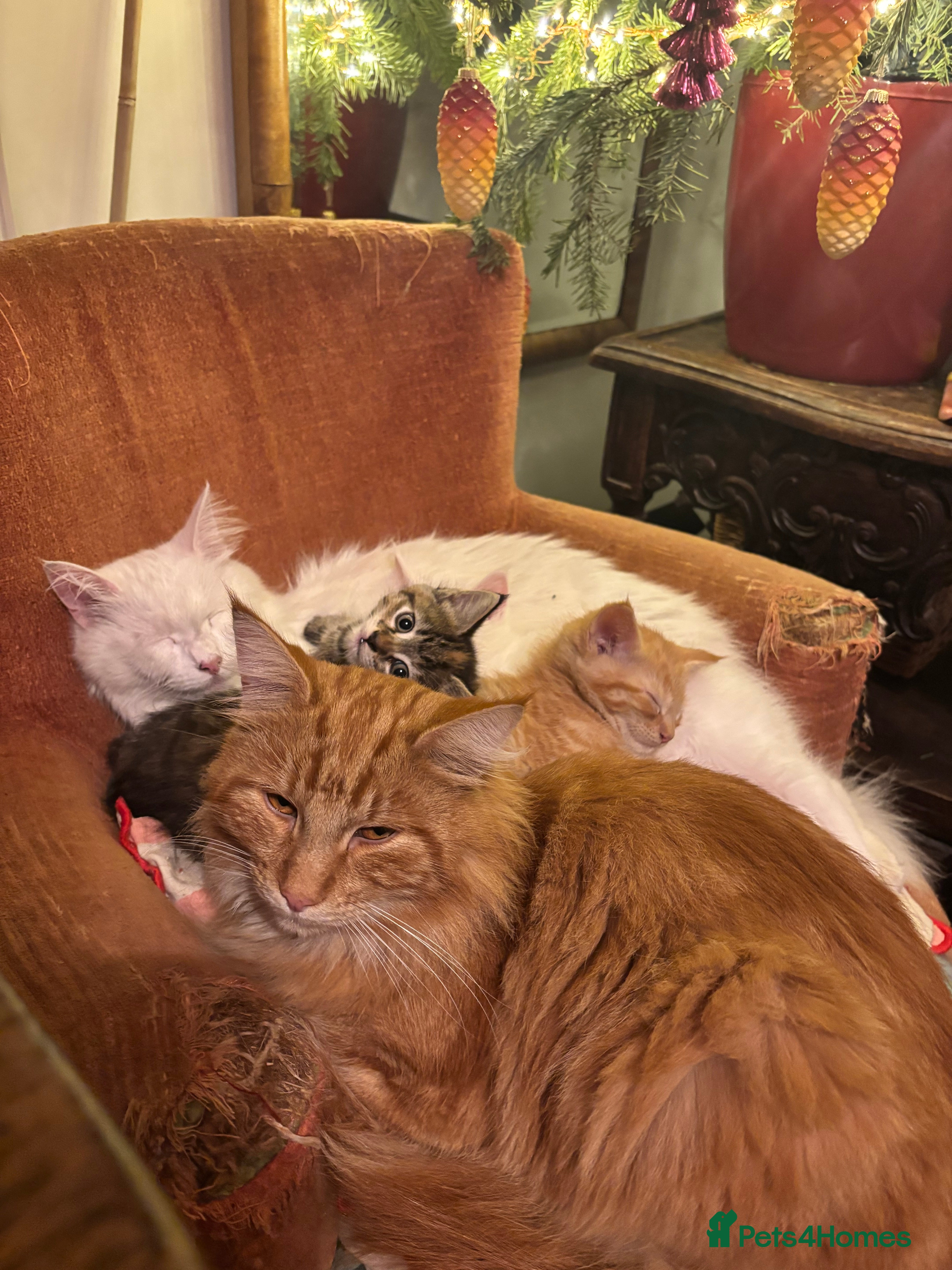 Norwegian Forest Cat cats Norwegian Forest Cat Kittens  - Advert 1