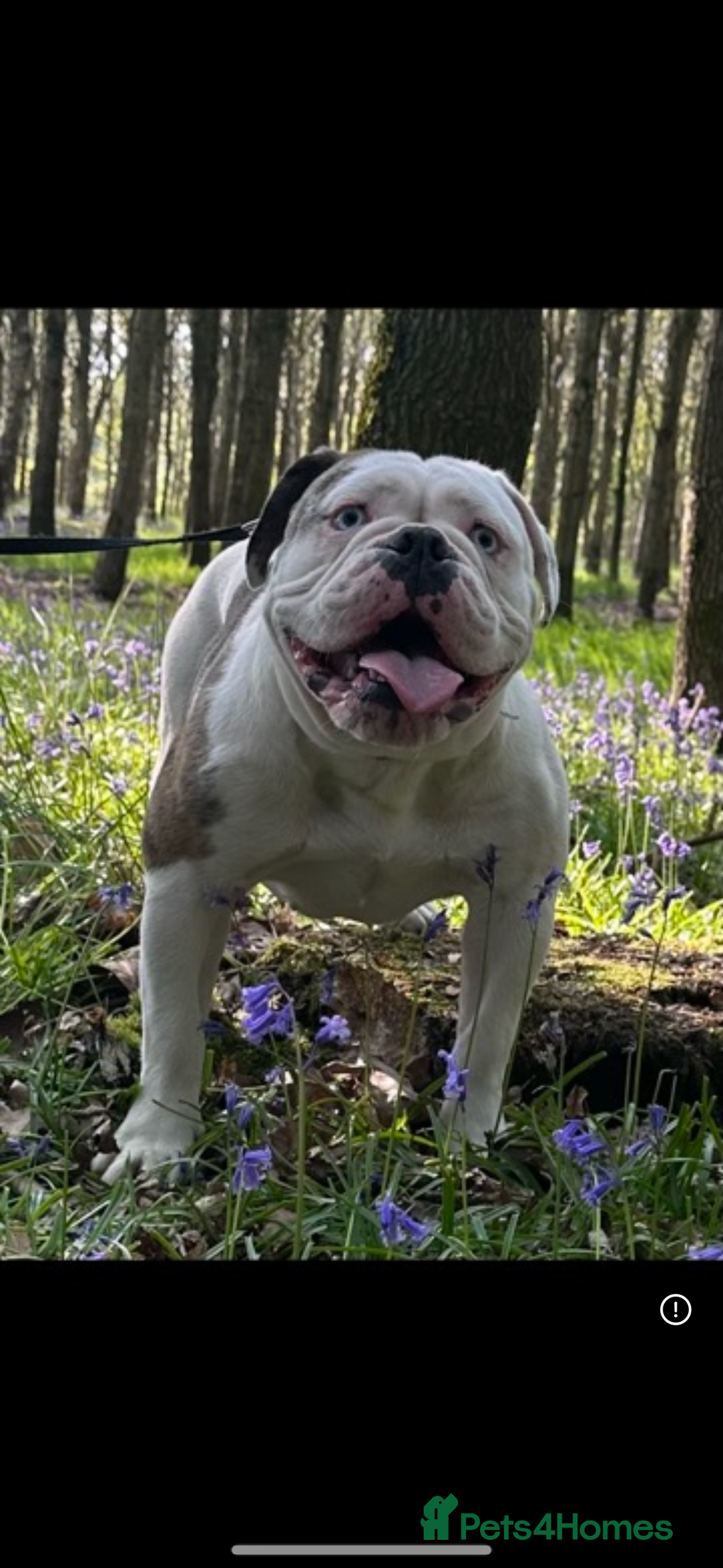 English Bulldog dogs for sale: 🌟Ready Now!🌟 - Advert 30