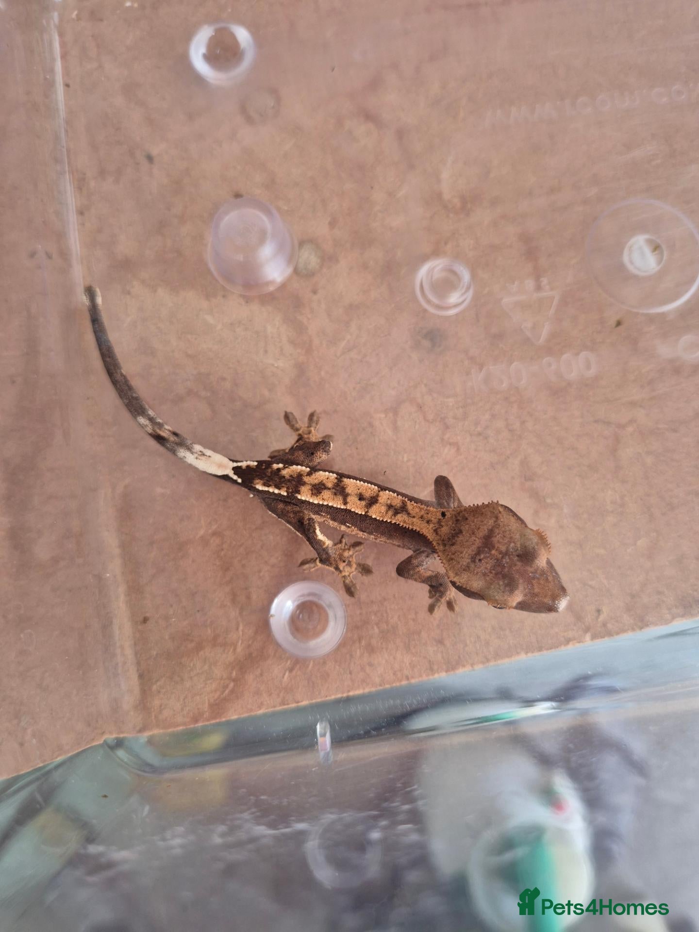 Gecko reptiles Female Crested Gecko - Advert 2