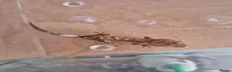 Gecko reptiles for sale: Female Crested Gecko - Advert 2