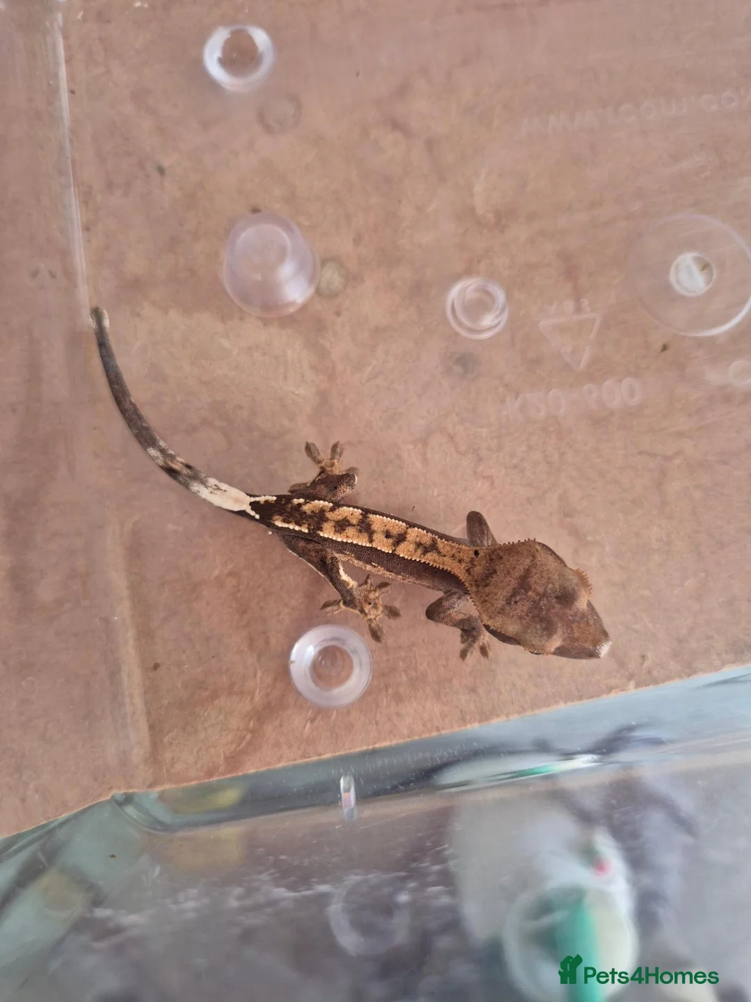 Gecko reptiles for sale: Female Crested Gecko - Advert 2