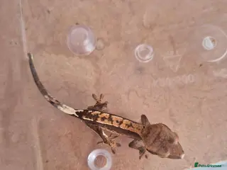 Gecko reptiles Female Crested Gecko - Advert 2