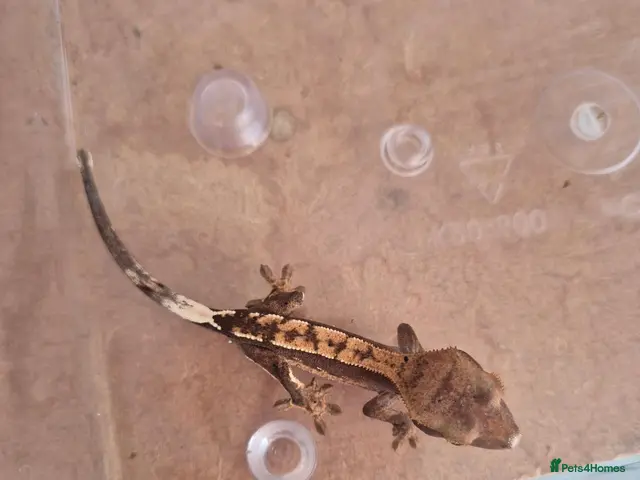 Gecko reptiles Female Crested Gecko - Advert 2
