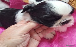 Shih Tzu dogs for sale: Kc reg stunning very tiny babies boys/girls - Image 9