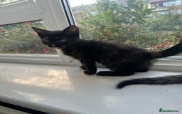 Bengal cats for sale: 6 Cross Bengal Kittens - Image 23