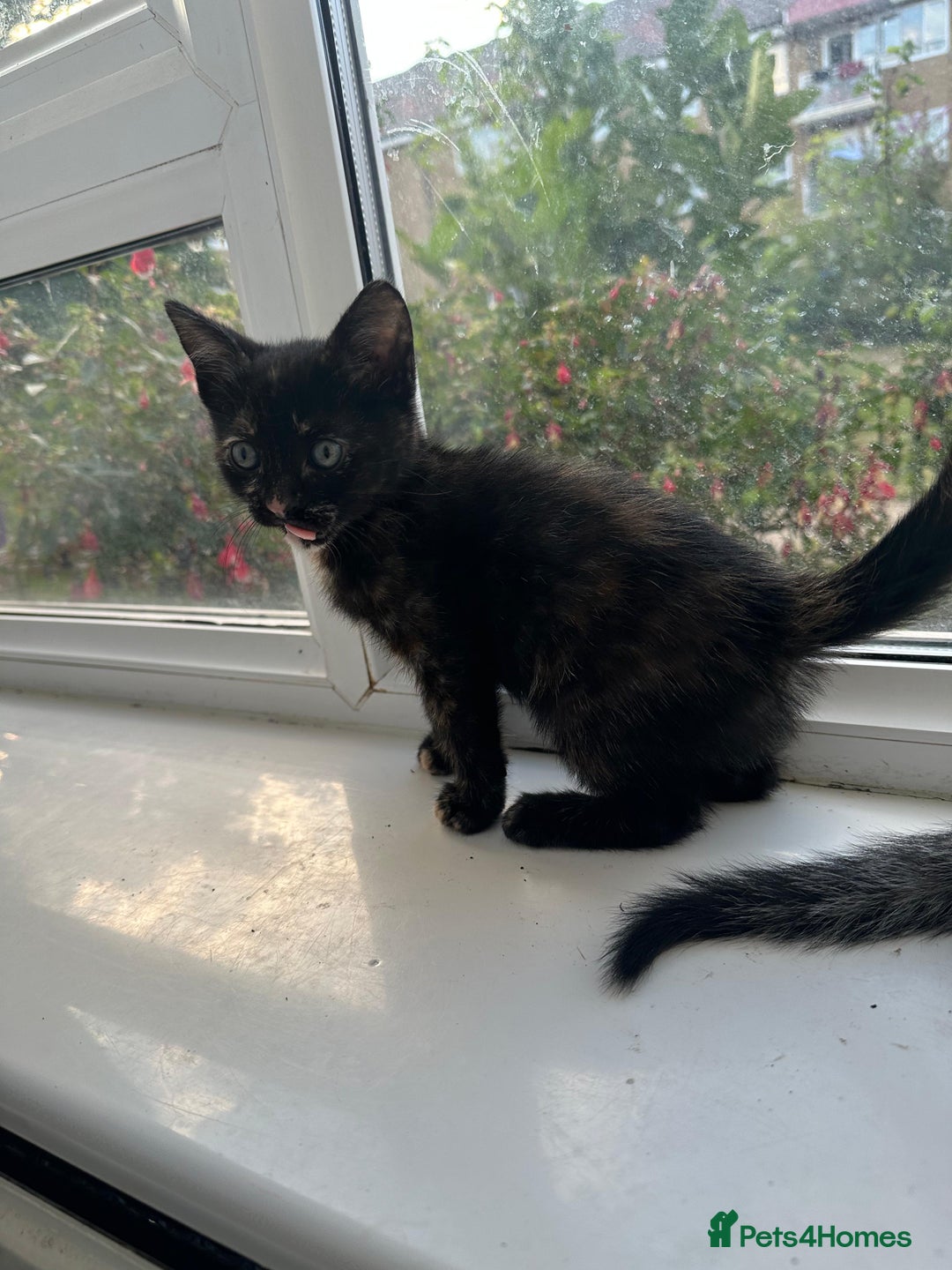 Bengal cats for sale: 6 Cross Bengal Kittens - Image 23