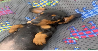 Dachshund dogs - Advert 1