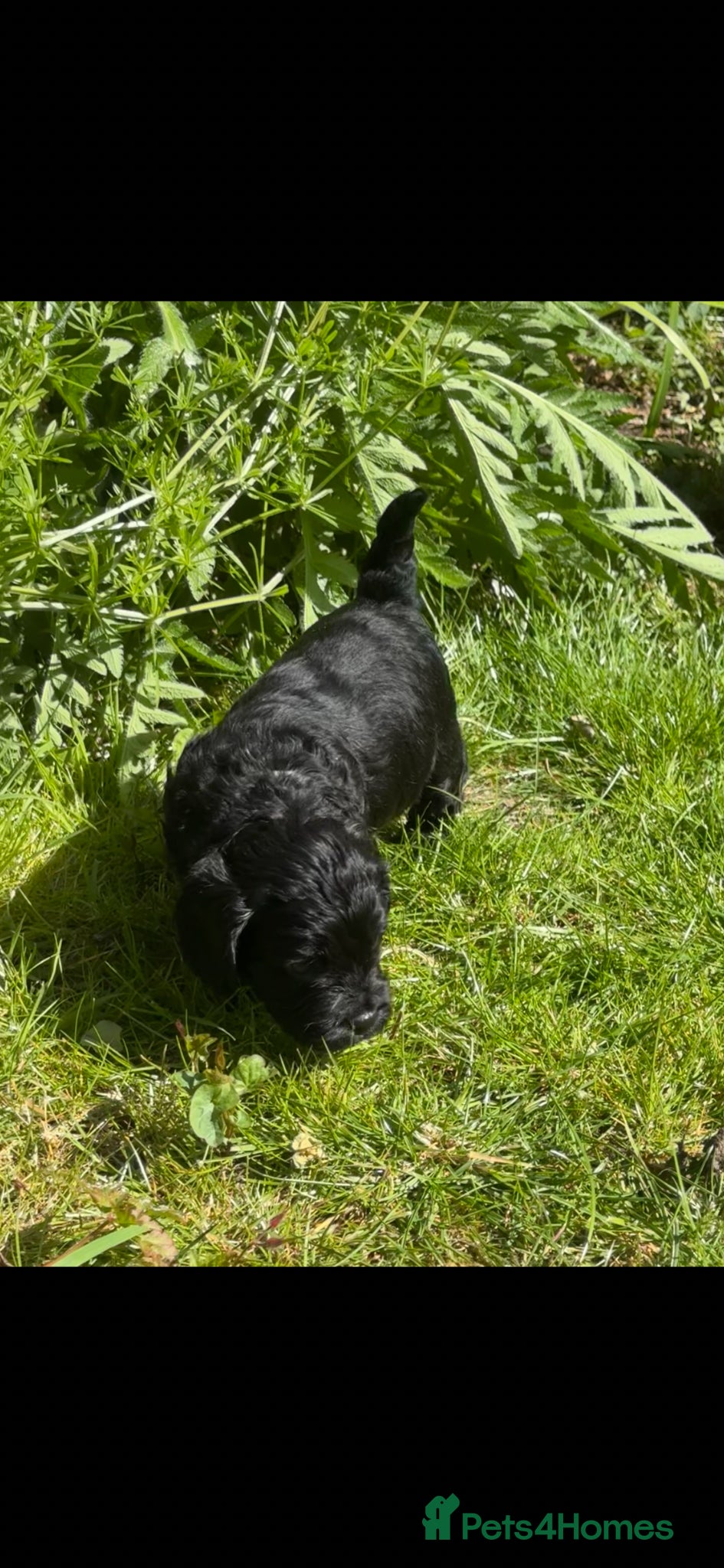Cockapoo dogs Gorgeous F1 cockapoo puppies  - Advert 6